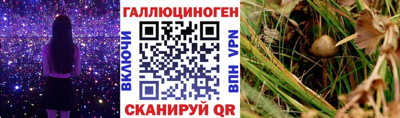 OMG   Красноуральск  Псилоцибиновые грибы ЛСД 
